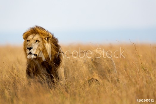 Picture of Mighty Lion watching the lionesses who are ready for the hunt in Masai Mara Kenya